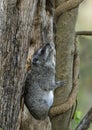 Hyrax a well-furred rotund animal, Masaimara, Africa Royalty Free Stock Photo