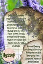 hyssop benefits herbalist notebook pages