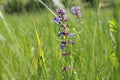 Hyssop (blue St. Johns wort) Royalty Free Stock Photo