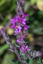 Hyssop close-up Royalty Free Stock Photo