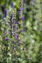 Hyssop Royalty Free Stock Photo