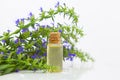 Hyssop essential oil in  beautiful bottle on White background Royalty Free Stock Photo