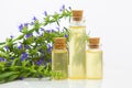 Hyssop essential oil in  beautiful bottle on White background Royalty Free Stock Photo