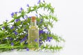 Hyssop essential oil in  beautiful bottle on White background Royalty Free Stock Photo
