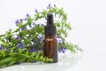 Hyssop essential oil in  beautiful bottle on White background Royalty Free Stock Photo