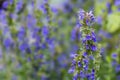 Hyssop flowers in the herb garden, blurred background Royalty Free Stock Photo