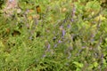 Hyssop Hyssopus officinalis.Hyssop flower growing in herb garden close up Royalty Free Stock Photo