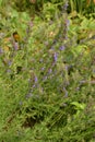 Hyssop Hyssopus officinalis.Hyssop flower growing in herb garden close up Royalty Free Stock Photo