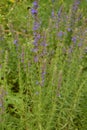 Hyssop Hyssopus officinalis.Hyssop flower growing in herb garden close up Royalty Free Stock Photo