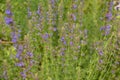 Hyssop Hyssopus officinalis.Hyssop flower growing in herb garden close up Royalty Free Stock Photo