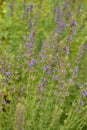 Hyssop Hyssopus officinalis.Hyssop flower growing in herb garden close up Royalty Free Stock Photo