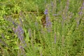 Hyssop Hyssopus officinalis.Hyssop flower growing in herb garden close up Royalty Free Stock Photo