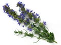 Hyssop (Hyssopus officinalis) Royalty Free Stock Photo