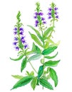 Hyssop medicinal plant with flowers isolated on white background. Generative AI illustration in watercolor style