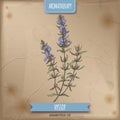 Hyssopus officinalis aka hyssop branch color sketch on vintage background.