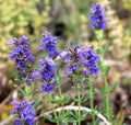 Hyssopus officinalis grows in nature Royalty Free Stock Photo