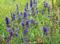Hyssopus officinalis grows in nature Royalty Free Stock Photo