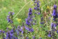 Hyssopus officinalis grows in nature Royalty Free Stock Photo