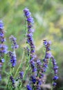 Hyssopus officinalis grows in nature Royalty Free Stock Photo