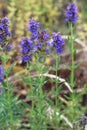 Hyssopus officinalis grows in nature Royalty Free Stock Photo