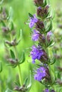 Hyssopus officinalis Royalty Free Stock Photo