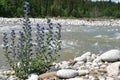 Hyssopus officinalis or hyssop bush