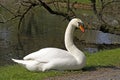 HÃÂ¶ckerschwan (Cygnus olor) - Mute swan