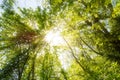 Sun rays shining through green treetops Royalty Free Stock Photo