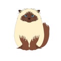 Himalayan Cat isolate on white background. Cartoon cat kitten icon vector. Hand drawn childish vector illustration. Royalty Free Stock Photo