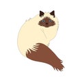 Doodle Himalayan Cat isolate on white background. Cartoon cat kitten icon vector. Hand drawn childish vector illustration. Royalty Free Stock Photo