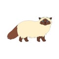 Cute Himalayan Cat isolate on white background. Cartoon cat kitten icon vector. Hand drawn childish vector illustration. Royalty Free Stock Photo