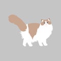 Standing RagdollÃÂ Cat isolate on gray background. Cartoon cat kitten icon vector. Hand drawn childish vector illustration. Great f