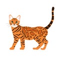 Bengal cat isolate on white background. Cartoon orange tabby spotted cat kitten icon vector. Hand drawn
