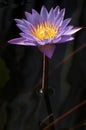 Purple Water Lily hit by a ray of light on the island of Maui, Hawaii. Royalty Free Stock Photo