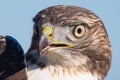 I believe a sharp-shinned juvenile hawk portrait - close up - at Hawk Ridge Bird Observatory in Duluth, Minnesota during Fall migr
