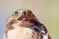 I believe a sharp-shinned juvenile hawk portrait - close up - at Hawk Ridge Bird Observatory in Duluth, Minnesota during Fall migr