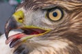 I believe a sharp-shinned juvenile hawk portrait with tongue sticking out - close up - at Hawk Ridge Bird Observatory in Duluth, M