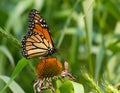 Pretty little monarch butterfly on top of purple coneflower in a field