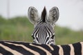 I can see you! Zebra captured at Rietvlei Nature Reserve Reserve, Rietvleirand, Centurion, South Africa Royalty Free Stock Photo