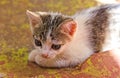 White, striped, kitten, in sunlight on floor, focus, play, playful, face, hair