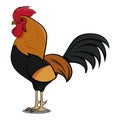 Chicken Rooster Farm Animals. Farm Bird. Farm Bird Illustration for Children Book