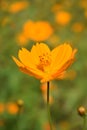 I Chose This Yellow Flower Royalty Free Stock Photo