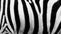 Zebra Stripes Clicked In An Open Zoo