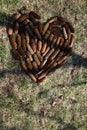 Conifer Pine Cones Shaped into a Heart on Grassy Field Royalty Free Stock Photo