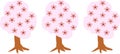 three cherry blossom trees in pink