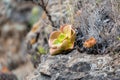 Aeonium is endemic at the canary island