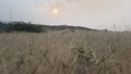 Evening image of mountain grass