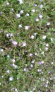 Beautiful Flowers of Lindernia crustacea