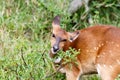 I am dry and itchy - Nyala - Tragelaphus angasii