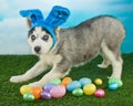 I Am Easter Bunny Royalty Free Stock Photo